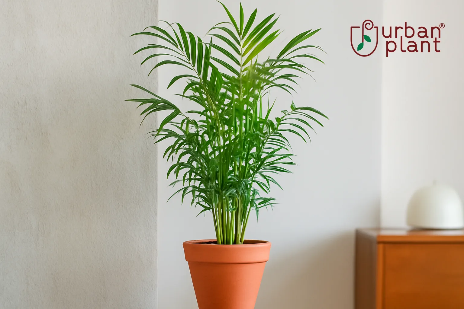 Bamboo Palm (Chamaedorea seifrizii) in terracotta pot with lush green fronds symbolizing resilience, freshness, and positive vibes – Urban Plant
